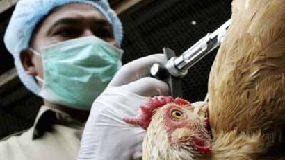 Gripe aviaria en Haiti